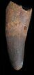 Giant Spinosaurus Tooth - Monster Dino Tooth #40342-3